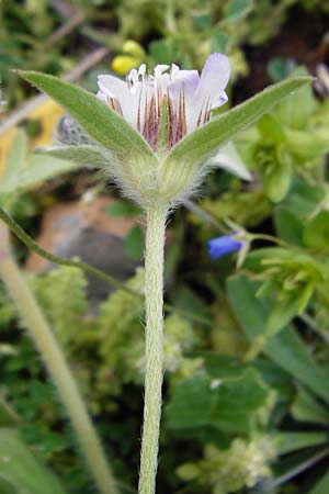 Lomelosia brachiata \ Pal&auml;stina-Skabiose / Tremastelma, Kreta/Crete Moni Kapsa 10.4.2015