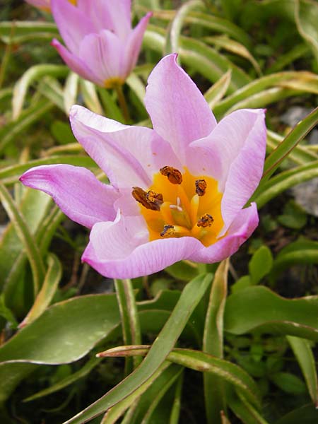 Tulipa saxatilis \ Felsen-Tulpe / Candia Tulip, Kreta/Crete Spili 5.4.2015
