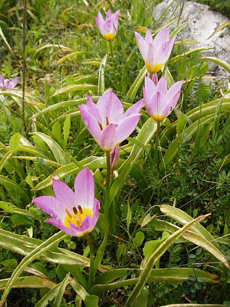 Tulipa saxatilis \ Felsen-Tulpe / Candia Tulip, Kreta/Crete Spili 5.4.2015