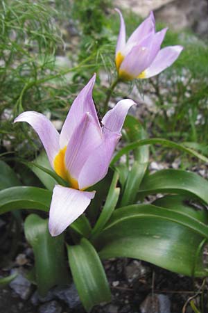 Tulipa saxatilis \ Felsen-Tulpe / Candia Tulip, Kreta/Crete Kotsifou - Schlucht / Gorge 2.4.2015
