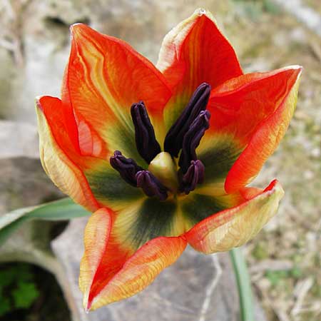 Tulipa doerfleri \ D&ouml;rflers Tulpe / Doerfler's Tulip, Kreta/Crete Spili 8.4.2015
