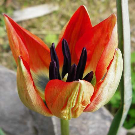 Tulipa doerfleri \ D&ouml;rflers Tulpe / Doerfler's Tulip, Kreta/Crete Spili 8.4.2015