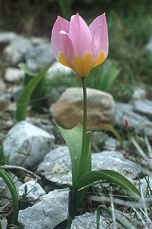 Tulipa saxatilis \ Felsen-Tulpe / Candia Tulip, Kreta/Crete Thripti 14.4.1990