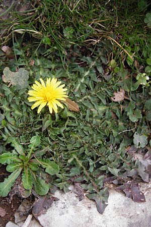 Taraxacum megalorhizon \ Dickwurzeliger L�wenzahn / Thick-Rooted Dandelion, Kreta/Crete Ideon Andron 2.4.2015