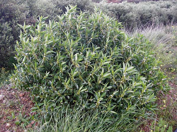 Myoporum laetum \ Dr�senstrauch, Ngaio-Baum / Mousehole Tree, Coast Myoporum, Kreta/Crete Palecastro 9.4.2015