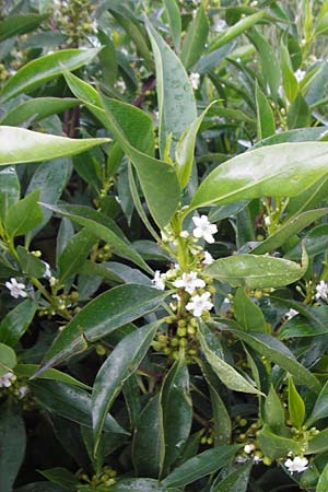 Myoporum laetum \ Dr�senstrauch, Ngaio-Baum / Mousehole Tree, Coast Myoporum, Kreta/Crete Palecastro 9.4.2015