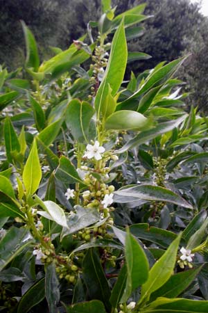Myoporum laetum \ Dr�senstrauch, Ngaio-Baum / Mousehole Tree, Coast Myoporum, Kreta/Crete Palecastro 9.4.2015