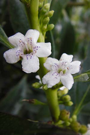 Myoporum laetum \ Dr�senstrauch, Ngaio-Baum / Mousehole Tree, Coast Myoporum, Kreta/Crete Palecastro 9.4.2015