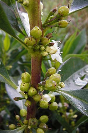 Myoporum laetum \ Dr�senstrauch, Ngaio-Baum / Mousehole Tree, Coast Myoporum, Kreta/Crete Palecastro 9.4.2015