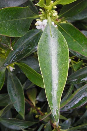 Myoporum laetum \ Dr�senstrauch, Ngaio-Baum / Mousehole Tree, Coast Myoporum, Kreta/Crete Palecastro 9.4.2015