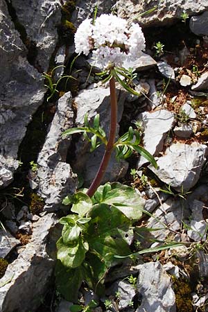 Valeriana asarifolia \ Haselwurzbl&auml;ttriger Baldrian / Cretan Valerian, Kreta/Crete Arhanes, Jouhtas 30.3.2015