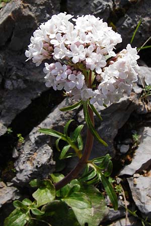 Valeriana asarifolia \ Haselwurzbl&auml;ttriger Baldrian / Cretan Valerian, Kreta/Crete Arhanes, Jouhtas 30.3.2015