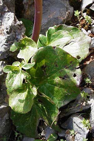 Valeriana asarifolia \ Haselwurzbl&auml;ttriger Baldrian / Cretan Valerian, Kreta/Crete Arhanes, Jouhtas 30.3.2015