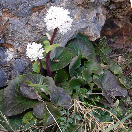 Valeriana asarifolia \ Haselwurzbl&auml;ttriger Baldrian / Cretan Valerian, Kreta/Crete Arhanes, Jouhtas 30.3.2015