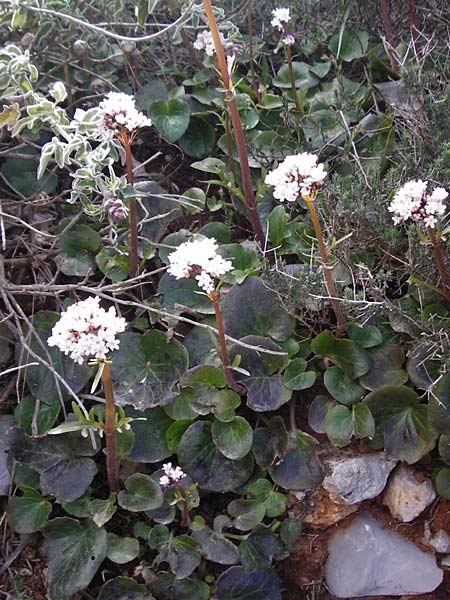 Valeriana asarifolia \ Haselwurzbl&auml;ttriger Baldrian / Cretan Valerian, Kreta/Crete Arhanes, Jouhtas 30.3.2015