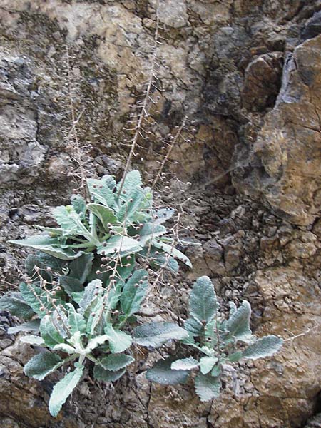 Verbascum arcturus \ Kreta-K�nigskerze, B&auml;renschwanz-K�nigskerze / Cretan Bear's Tail, Kreta/Crete Kotsifou - Schlucht / Gorge 2.4.2015