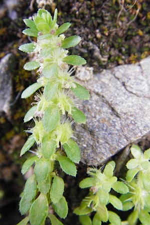 Valantia hispida \ Steifhaariges Schuttkraut / Hairy Valantia, Kreta/Crete Preveli 3.4.2015