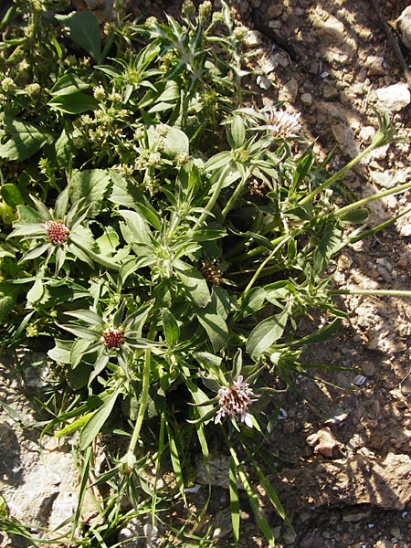 Pterocephalus plumosus \ Haarkranz-Fl�gelkopf / Downy-Headed Scabious, Annual Pterocephalus, Kreta/Crete Preveli 3.4.2015