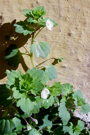 Veronica cymbalaria \ Zymbelkraut-Ehrenpreis / Cymbalaria-Leaved Speedwell, Kreta/Crete Arhanes 1.4.2015