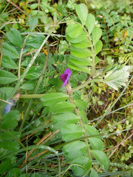 Vicia sativa var. sativa \ Saat-Wicke, Echte Futter-Wicke / Common Vetch, Kreta/Crete Ano Zakros 8.4.2015