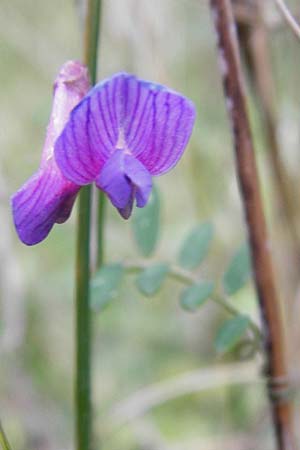 Vicia cretica \ Kretische Wicke, Kreta Kavousi 11.4.2015