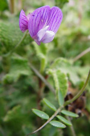 Vicia cretica \ Kretische Wicke, Kreta Kavousi 11.4.2015