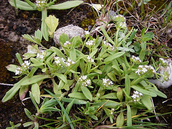 Valerianella obtusiloba \ Stumpflappiger Feld-Salat / Obtuse-Lobed Corn Salad, Kreta/Crete Kavousi 11.4.2015
