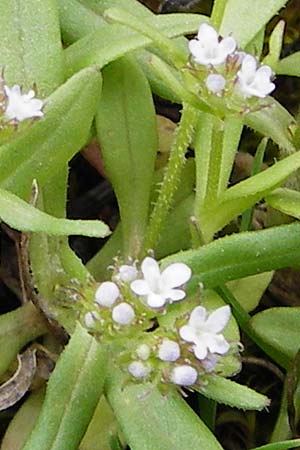 Valerianella obtusiloba \ Stumpflappiger Feld-Salat / Obtuse-Lobed Corn Salad, Kreta/Crete Kavousi 11.4.2015