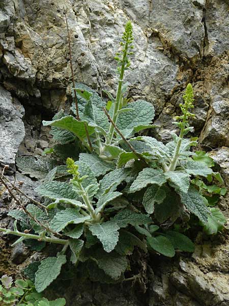 Verbascum arcturus \ Kreta-K�nigskerze, B&auml;renschwanz-K�nigskerze / Cretan Bear's Tail, Kreta/Crete Kourtaliotiko - Schlucht / Gorge 5.4.2015