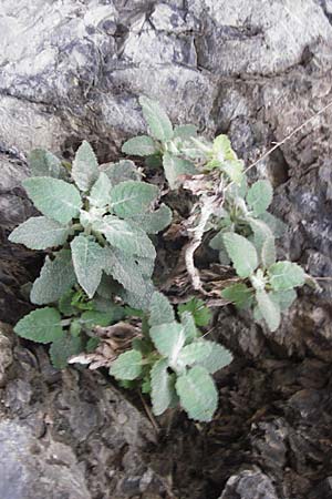 Verbascum arcturus \ Kreta-K�nigskerze, B&auml;renschwanz-K�nigskerze / Cretan Bear's Tail, Kreta/Crete Kotsifou - Schlucht / Gorge 2.4.2015