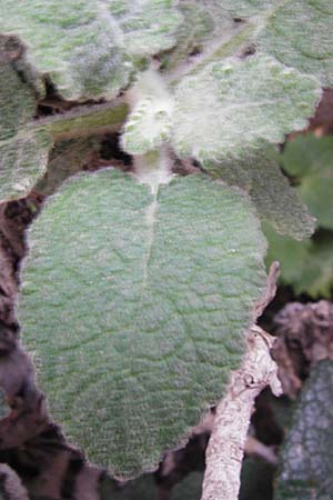 Verbascum arcturus \ Kreta-K�nigskerze, B&auml;renschwanz-K�nigskerze / Cretan Bear's Tail, Kreta/Crete Kotsifou - Schlucht / Gorge 2.4.2015