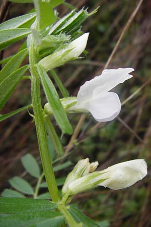 Vicia sativa var. cosentini \ Cosentinis Wicke, Kreta Ano Zakros 8.4.2015