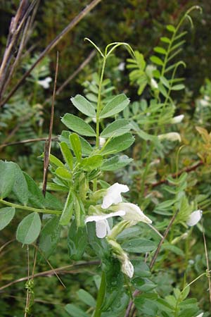 Vicia sativa var. cosentini \ Cosentinis Wicke, Kreta Ano Zakros 8.4.2015