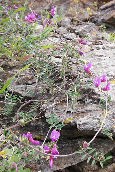 Vicia cretica \ Kretische Wicke, Kreta Mirsini 7.4.2015