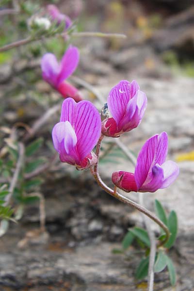 Vicia cretica \ Kretische Wicke, Kreta Mirsini 7.4.2015