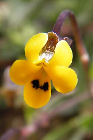 Viola scorpiuroides \ Skorpions-Veilchen / Scorpion Violet, Kreta/Crete Vai 9.4.2015
