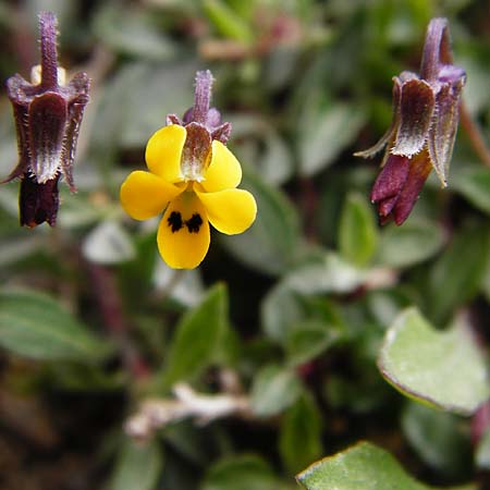 Viola scorpiuroides \ Skorpions-Veilchen / Scorpion Violet, Kreta/Crete Vai 9.4.2015