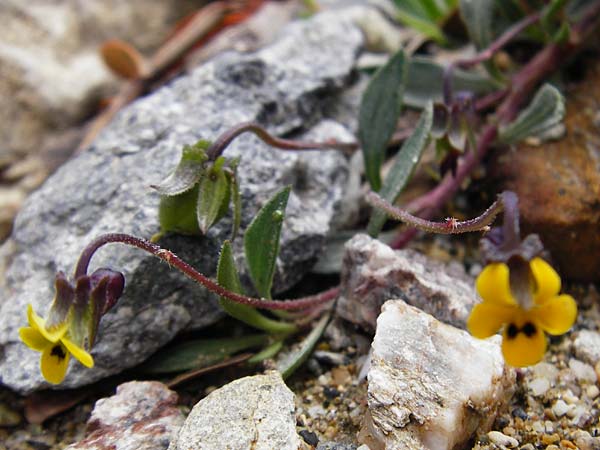Viola scorpiuroides \ Skorpions-Veilchen / Scorpion Violet, Kreta/Crete Vai 9.4.2015