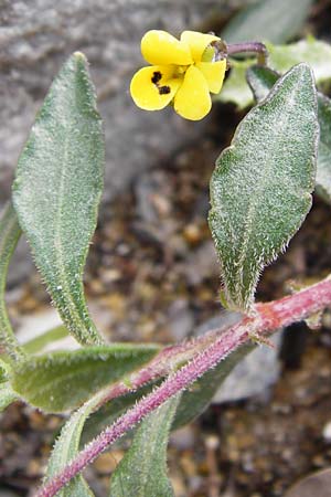 Viola scorpiuroides \ Skorpions-Veilchen / Scorpion Violet, Kreta/Crete Vai 9.4.2015