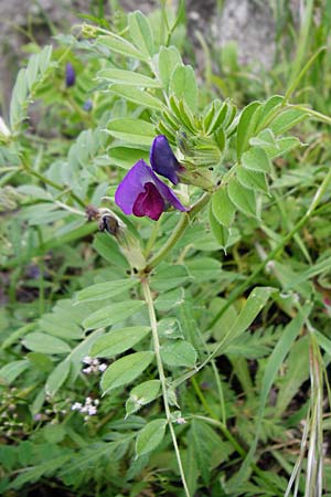 Vicia segetalis \ Korn-Wicke, Getreide-Wicke / Narrow-Leaved Common Vetch, Kreta/Crete Kavousi 11.4.2015