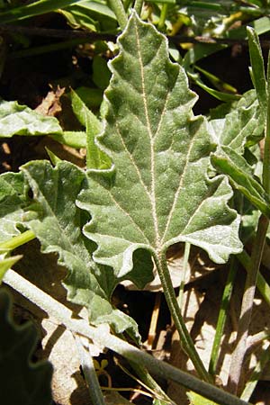 Convolvulus althaeoides \ Malvenbl�ttrige Winde / Mallow Bindweed, Kreta/Crete Armeni 7.4.2015
