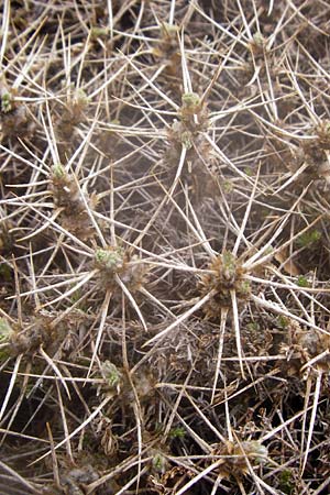 Astragalus creticus \ Kretischer Tragant / Cretan Milk-Vetch, Kreta/Crete Ideon Andron 2.4.2015