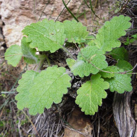 Verbascum arcturus \ Kreta-K�nigskerze, B&auml;renschwanz-K�nigskerze / Cretan Bear's Tail, Kreta/Crete Aradena - Schlucht / Gorge 4.4.2015