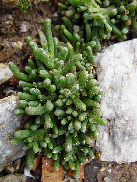 Mesembryanthemum nodiflorum \ Knotenbl�tige Mittagsblume, Kreta Itanos 9.4.2015