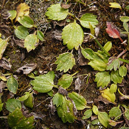Ranunculus cytheraeus \ Kythira-Hahnenfu� / Kythira Buttercup, Kreta/Crete Spili 5.4.2015