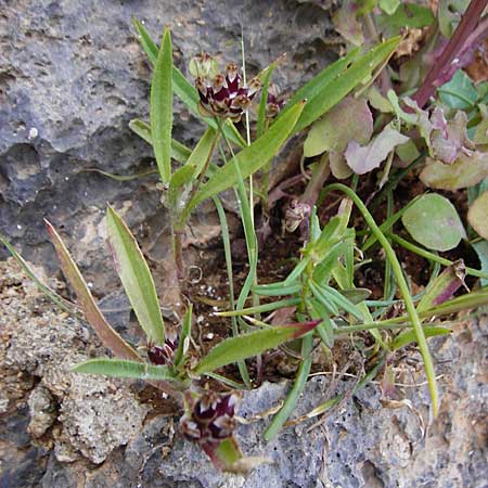 Plantago squarrosa \ B&auml;umchen-Wegerich / Bracted Plantain, Kreta/Crete Moni Kapsa 10.4.2015