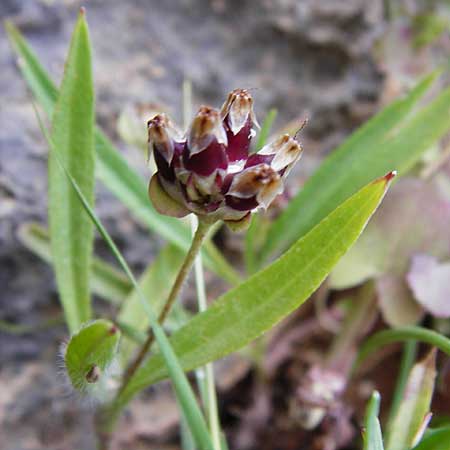 Plantago squarrosa \ B&auml;umchen-Wegerich / Bracted Plantain, Kreta/Crete Moni Kapsa 10.4.2015