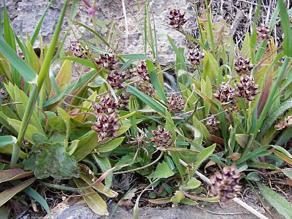 Plantago squarrosa \ B&auml;umchen-Wegerich / Bracted Plantain, Kreta/Crete Moni Kapsa 10.4.2015