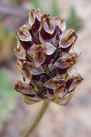 Plantago squarrosa \ B&auml;umchen-Wegerich / Bracted Plantain, Kreta/Crete Moni Kapsa 10.4.2015