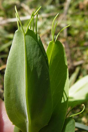 Lathyrus ochrus \ Flgel-Platterbse, Scheidige Platterbse, Kreta Armeni 7.4.2015